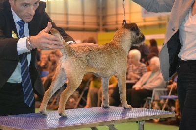 Gueville - Aïyana à Crufts 